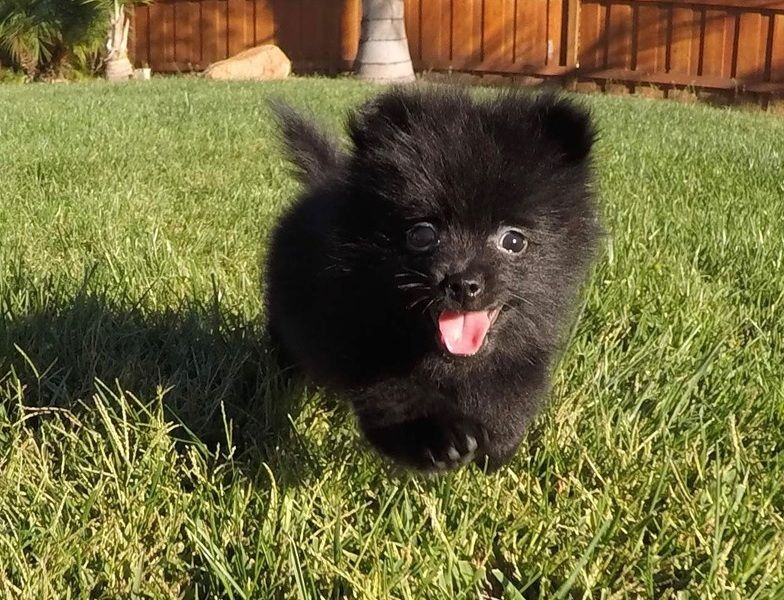 Regalo Volpini cuccioli di pomerania Piccoli