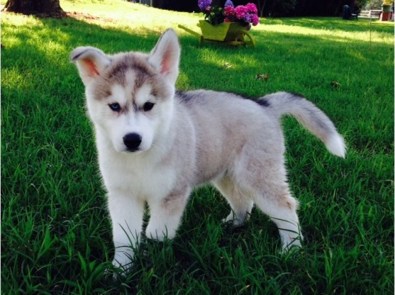 Regalo cuccioli Siberian Husky  Maschio e Femmina