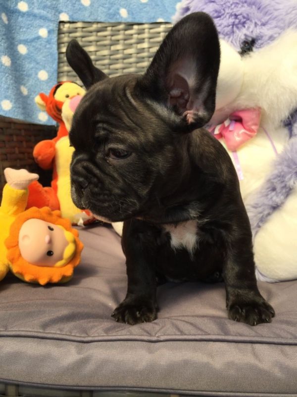 Abbiamo  splendidi cuccioli di Bouledogue Francese