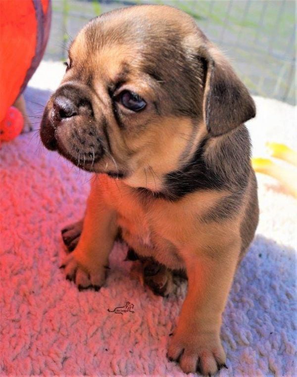  cuccioli di razza bulldog francese per adozione