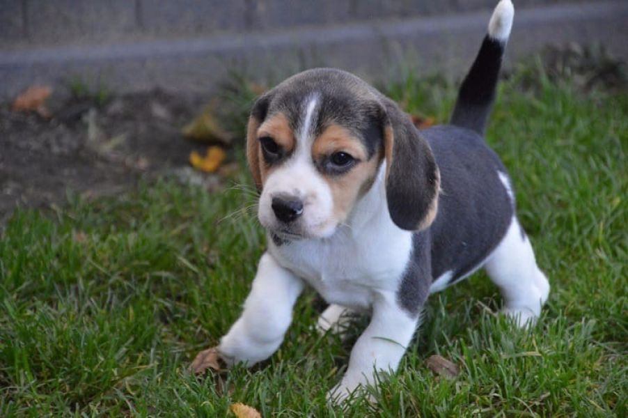 Molto bella e sani  cuccioli di beagle   per adozione maschi e femmine disponibili (gratis) 
