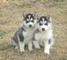 Disponibili cuccioli di siberian husky maschi e femmine.  disponibili cuccioli di siberian husky mas