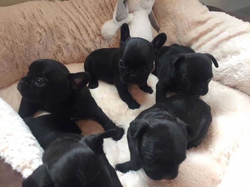 Molto bella e sani cuccioli di bulldog francese per adozione  