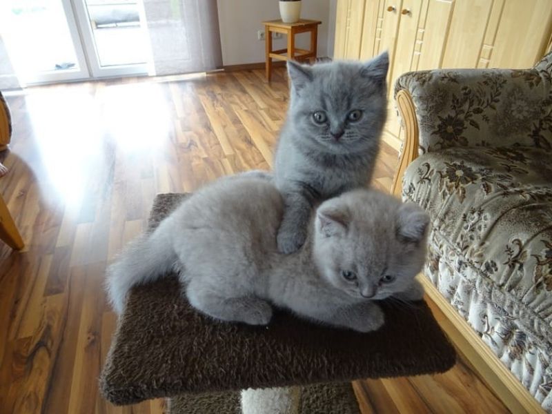 Regalo Cuccioli di Exotic shorthair