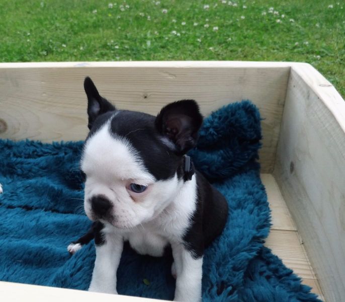 Molto bella e sani  cuccioli di boston terrier   per adozione maschi e femmine disponibili (gratis)