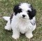 Cuccioli Shih Tzu maschio e femmina disposti   cuccioli Shih Tzu maschio e femmina disposti>>