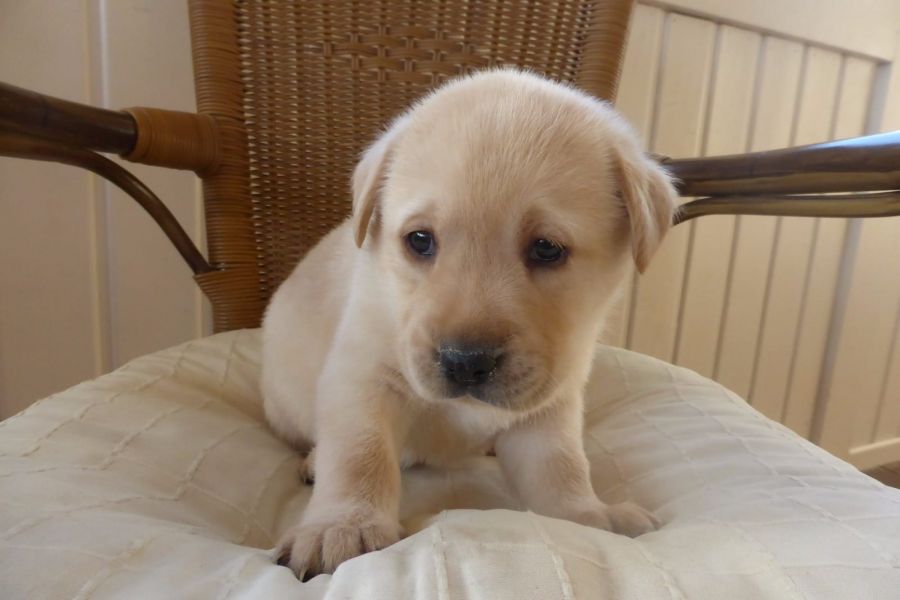  cuccioli di labrador  ( per regalo )