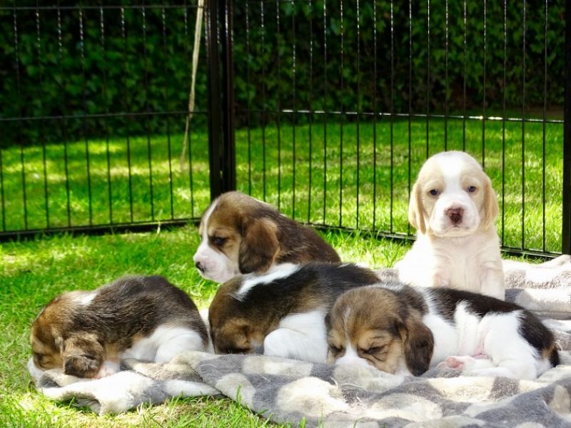 Regalo Beagle MERAVIGLIOSI