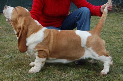 Basset hound