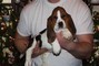 Cuccioli di bassethound disponibili