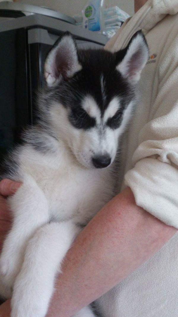 Affascinanti cuccioli di siberian husky in adozione