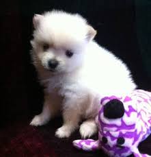 Cuccioli di Volpino Pomerania