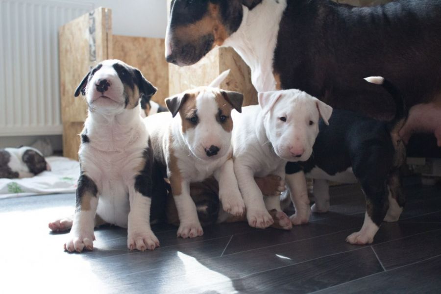 Regalo adorabili cuccioli Bull terrier femminucce e maschietti
