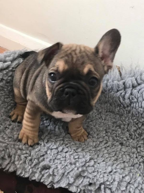  molto bella e sani cuccioli di bulldog francese per adozione  