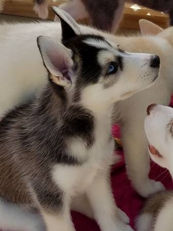 Regalo cuccioli di Siberian Husky
