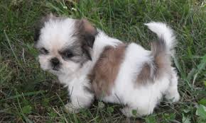 Abbiamo disponibili cuccioli di shih tzu