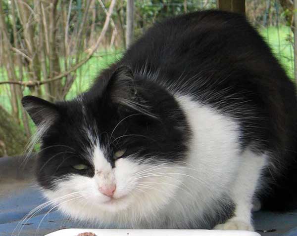 Bandito, micio bianco e nero a pelo semilungo