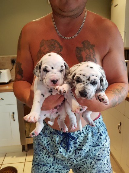  Regalo Dalmata Disponiamo di una cucciolata di Dalmata , i cuccioli verranno Dato dopo 90 giorni da