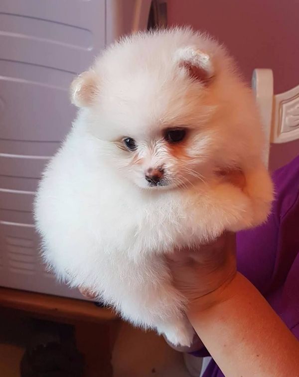 Volpino di pomerania