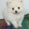 Bianco Pomerania cuccioli per Natale