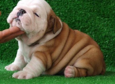 Incantevoli cuccioli Bulldog inglese per le vacanze natalizie.
