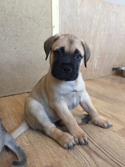Regalo abbiamo cuccioli di bulmastiff