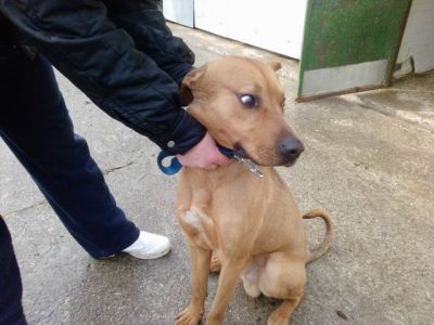 Zack bellissimo e affettuoso canino da pelo di velluto