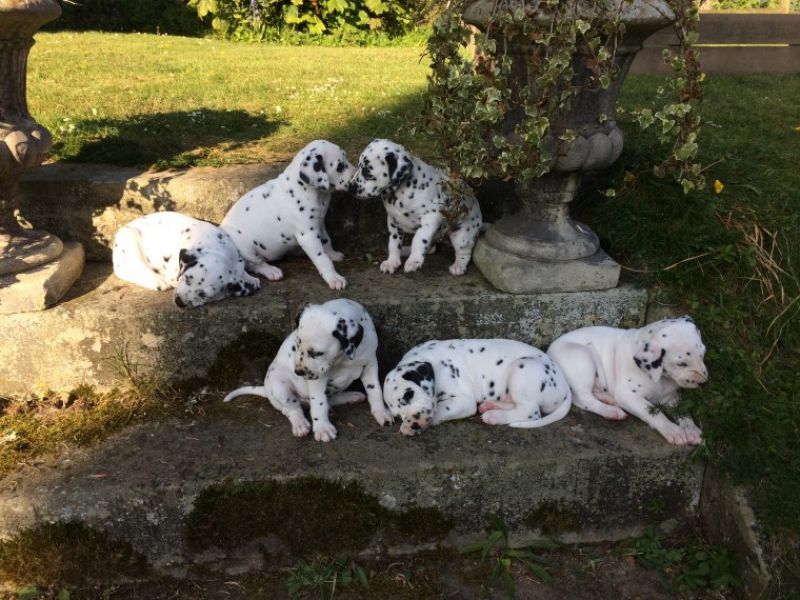  Regalo Dalmata Disponiamo di una cucciolata di Dalmata , i cuccioli verranno Dato dopo 90 giorni da