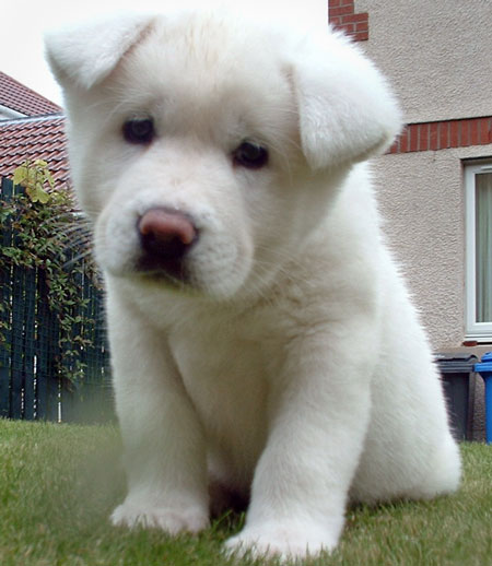  Regalo Akita Splendidi cuccioli..