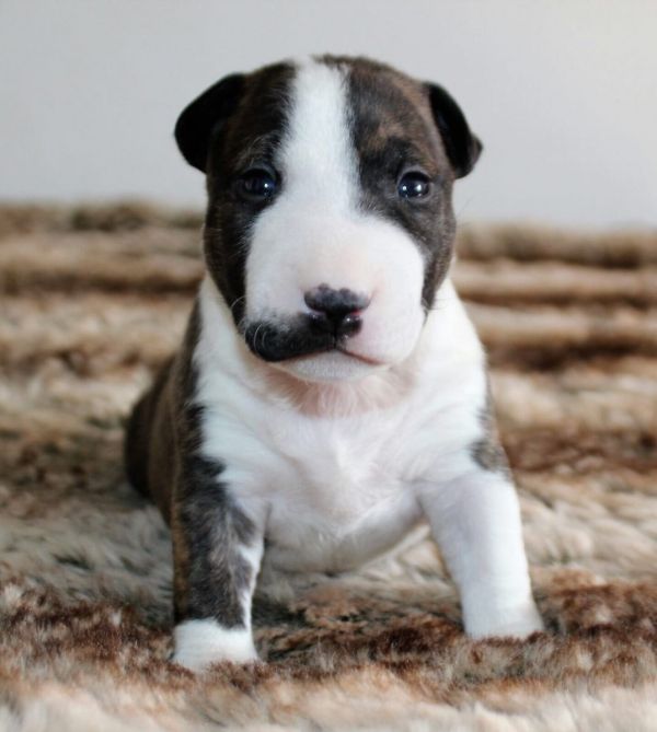 Molto bella e sani cuccioli di bull terrier per adozione maschi e femmine disponibili (gratis) 