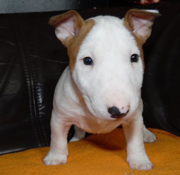 Adorabili cuccioli di BULL TERRIER  femminucce e maschietti disponibili per l'adozione gratuita