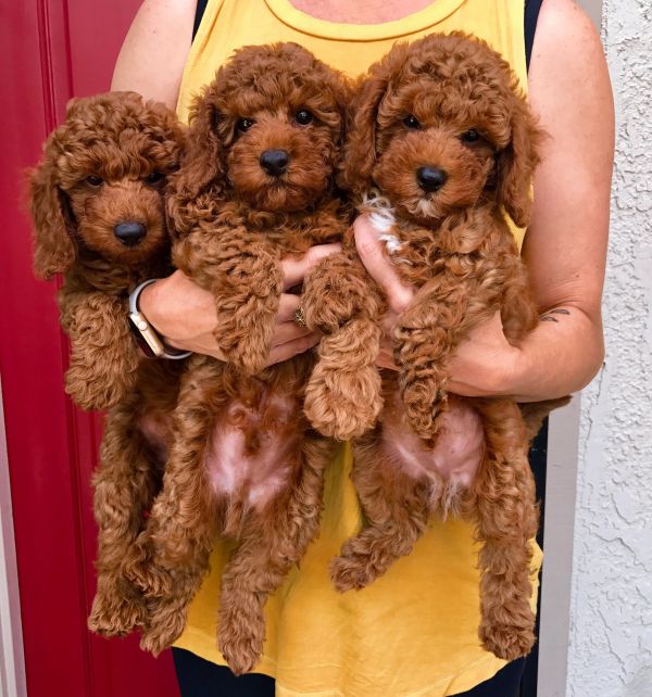 Cuccioli di barboncino giocattolo