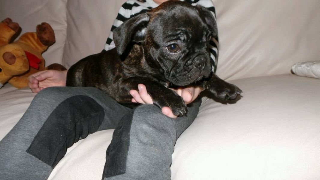  cuccioli di Bulldog Francese  ( Gratis )