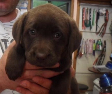 Cuccioli di labrador cioccolato 2 mesi