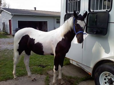 montana cavallo frisone per l'adozione