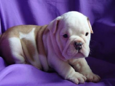 REGALO CUCCIOLI DI BULLDOG INGLESE PER L
