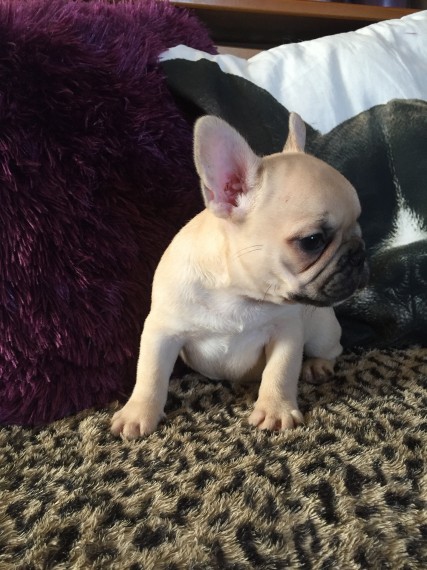 Regalo Cuccioli di Cane a Bulldog Francese