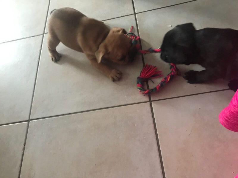 Molto bella e sani cuccioli di bulldog francese per adozione  