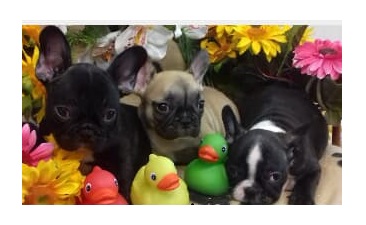 Cucciola bulldog francese,