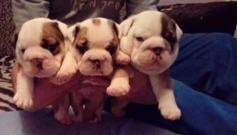 Cuccioli di bulldog inglese