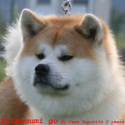 Cuccioli akita disponibili!