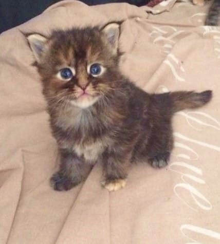  gattini main coon per adozione ( per regalo )