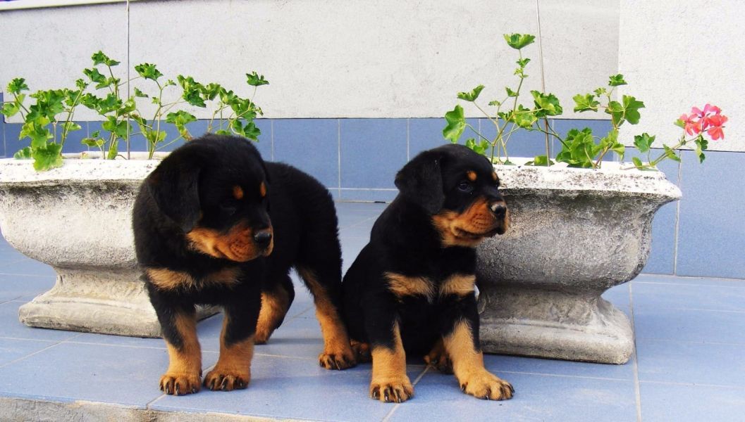 Regalo Disponibili cuccioli di Bulldog maschi e femmine.