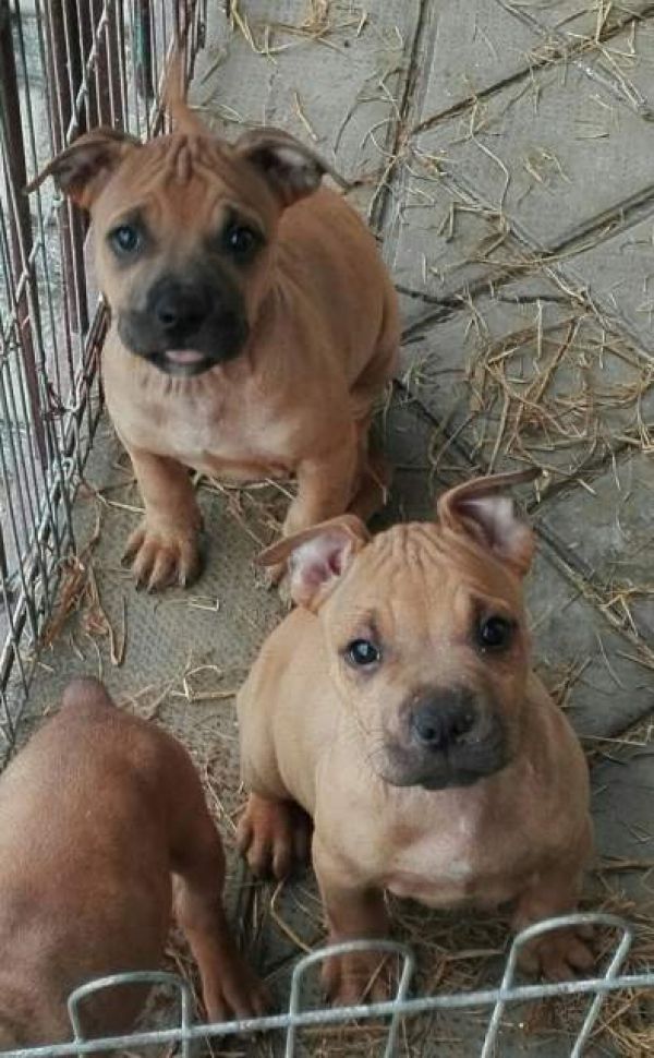 American pitbull terrier'