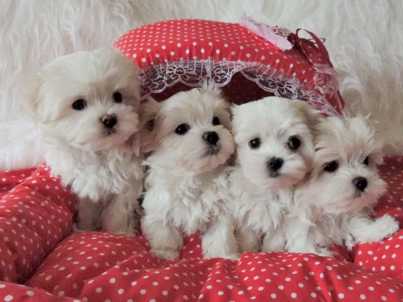 Molto bella e sani cuccioli di micro maltese per adozione maschi e femmine disponibili (gratis)