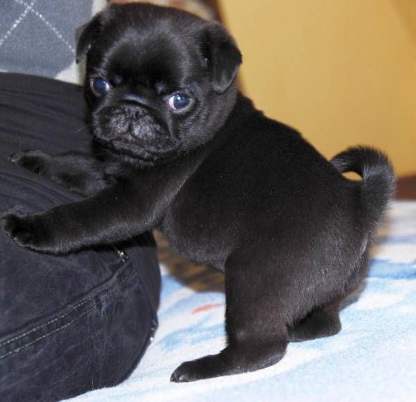 Cuccioli di carlino!