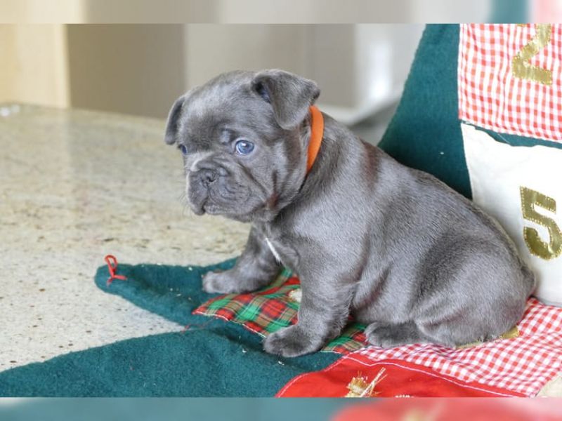 Bouledogue bulldog francese cuccioli disponibili