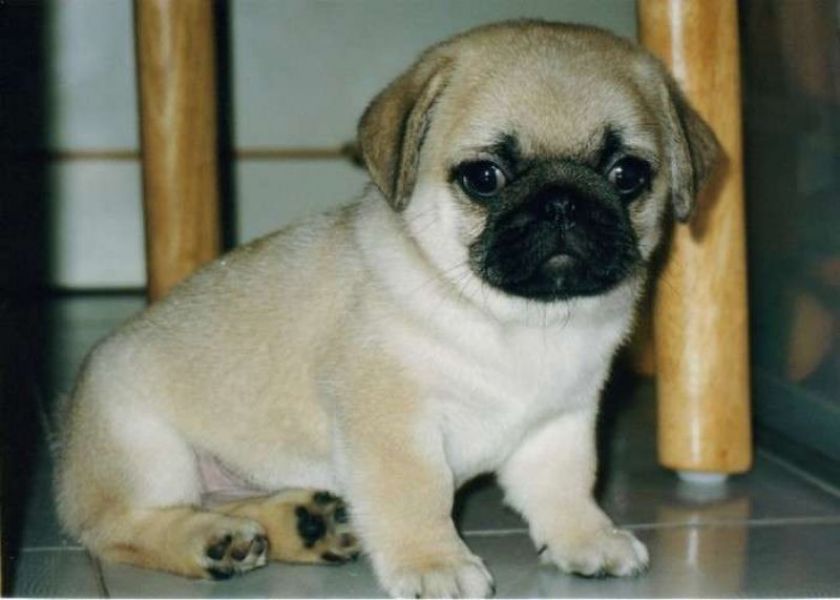 REGALO disponibile splendidi cuccioli di carlino   disponibile splendidi cuccioli di carlino da me a