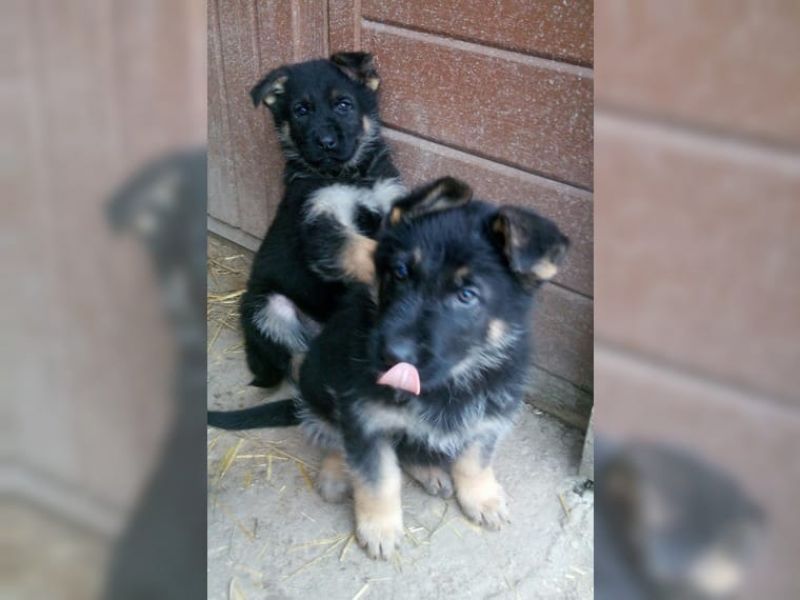 Regalo adorabili cuccioli pastore australiano femminucce e maschietti disponibili