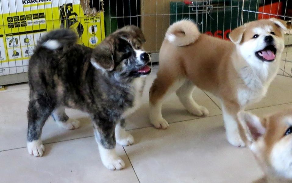 Molto bella e sani cuccioli di akita-inu  per adozione maschi e femmine disponibili (gratis)